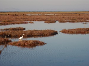 Palo Alto Baylands - Great Egret
